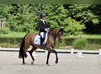 Deutsches Reitpony, Stute, 16 Jahre, 147 cm, Falbe
