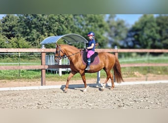 Deutsches Reitpony, Stute, 16 Jahre, 147 cm, Fuchs