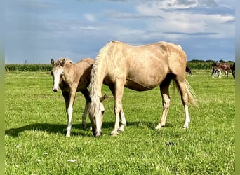 Deutsches Reitpony, Stute, 16 Jahre, 147 cm, Palomino