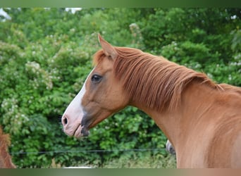 Deutsches Reitpony, Stute, 16 Jahre, 147 cm, Red Dun