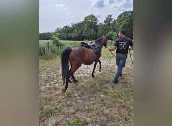 Deutsches Reitpony, Stute, 16 Jahre, 148 cm, Brauner