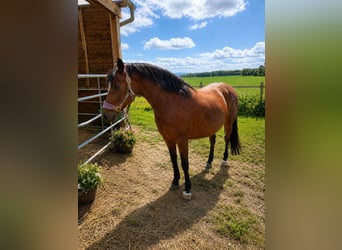 Deutsches Reitpony, Stute, 16 Jahre, 148 cm, Brauner