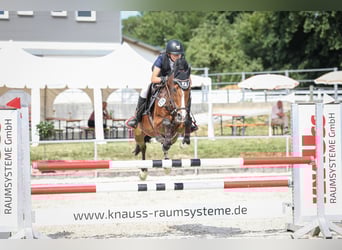Deutsches Reitpony, Stute, 16 Jahre, 148 cm, Brauner