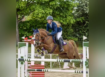 Deutsches Reitpony, Stute, 16 Jahre, 148 cm, Fuchs