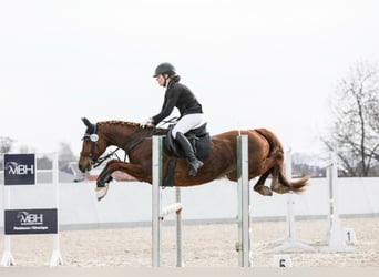 Deutsches Reitpony, Stute, 16 Jahre, 148 cm, Fuchs