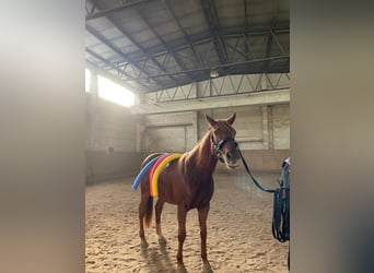 Deutsches Reitpony, Stute, 16 Jahre, 148 cm, Fuchs