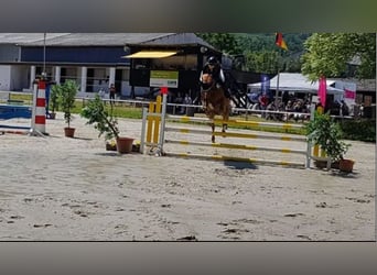 Deutsches Reitpony, Stute, 16 Jahre, 148 cm, Fuchs