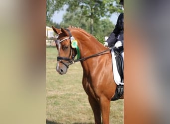 Deutsches Reitpony, Stute, 16 Jahre, 148 cm, Fuchs