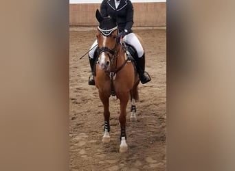 Deutsches Reitpony, Stute, 16 Jahre, 148 cm, Fuchs