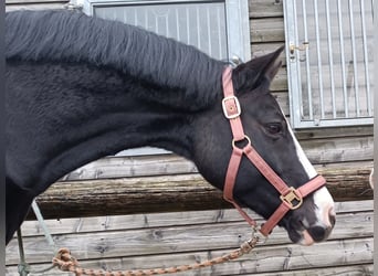 Deutsches Reitpony, Stute, 16 Jahre, 148 cm, Rappe