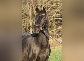 Deutsches Reitpony, Stute, 16 Jahre, 148 cm, Rappe