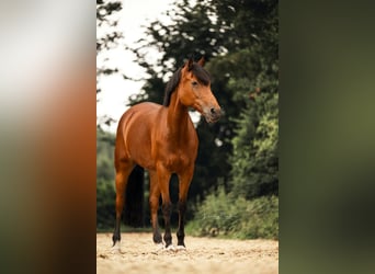 Deutsches Reitpony, Stute, 16 Jahre, 149 cm, Brauner