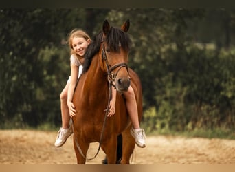 Deutsches Reitpony, Stute, 16 Jahre, 149 cm, Brauner