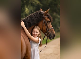 Deutsches Reitpony, Stute, 16 Jahre, 149 cm, Brauner