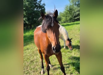 Deutsches Reitpony, Stute, 16 Jahre, 149 cm, Brauner