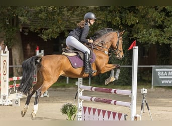 Deutsches Reitpony, Stute, 16 Jahre, 152 cm, Dunkelbrauner