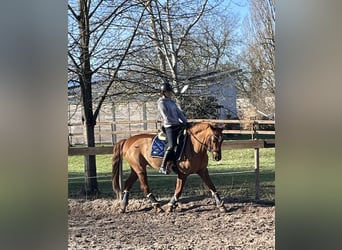 Deutsches Reitpony, Stute, 16 Jahre, 152 cm, Fuchs