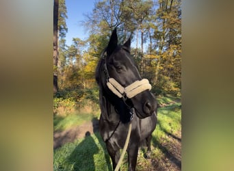 Deutsches Reitpony, Stute, 16 Jahre, 153 cm, Rappe