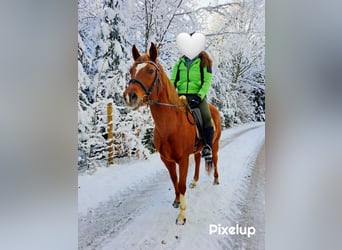 Deutsches Reitpony Mix, Stute, 16 Jahre, 154 cm, Fuchs