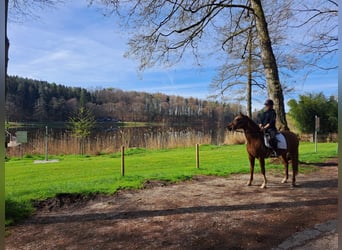 Deutsches Reitpony Mix, Stute, 16 Jahre, 154 cm, Fuchs