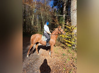 Deutsches Reitpony Mix, Stute, 16 Jahre, 154 cm, Fuchs
