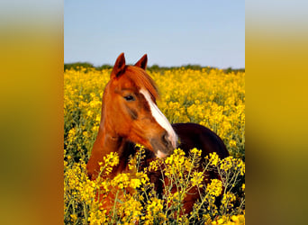 Deutsches Reitpony Mix, Stute, 17 Jahre, 127 cm, Fuchs