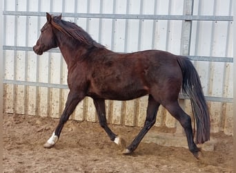 Deutsches Reitpony, Stute, 17 Jahre, 136 cm, Rappe