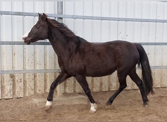 Deutsches Reitpony, Stute, 17 Jahre, 136 cm, Rappe