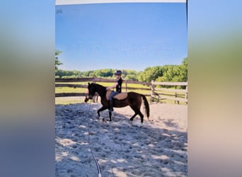 Deutsches Reitpony, Stute, 17 Jahre, 138 cm, Brauner