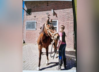 Deutsches Reitpony, Stute, 17 Jahre, 138 cm, Brauner