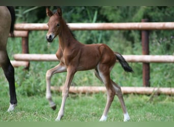 Deutsches Reitpony, Stute, 17 Jahre, 142 cm, Buckskin