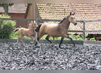 Deutsches Reitpony, Stute, 17 Jahre, 142 cm, Buckskin