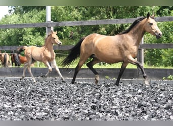 Deutsches Reitpony, Stute, 17 Jahre, 142 cm, Buckskin