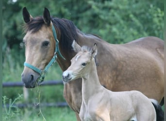 Deutsches Reitpony, Stute, 17 Jahre, 142 cm, Buckskin
