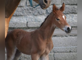 Deutsches Reitpony, Stute, 17 Jahre, 142 cm, Buckskin