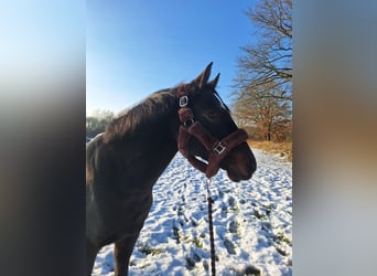 Deutsches Reitpony Mix, Stute, 17 Jahre, 142 cm, Dunkelbrauner