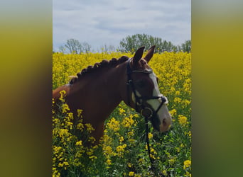 Deutsches Reitpony, Stute, 17 Jahre, 142 cm, Fuchs