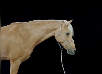 Deutsches Reitpony, Stute, 17 Jahre, 142 cm, Palomino