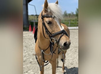 Deutsches Reitpony, Stute, 17 Jahre, 142 cm, Palomino