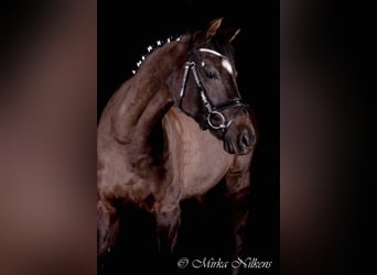 Deutsches Reitpony, Stute, 17 Jahre, 142 cm, Schwarzbrauner