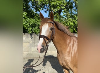 Deutsches Reitpony, Stute, 17 Jahre, 144 cm, Fuchs