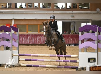 Deutsches Reitpony, Stute, 17 Jahre, 145 cm, Dunkelfuchs