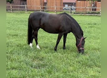 Deutsches Reitpony, Stute, 17 Jahre, 145 cm, Rappe