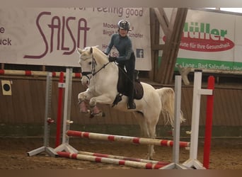 Deutsches Reitpony, Stute, 17 Jahre, 146 cm, Apfelschimmel