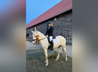 Deutsches Reitpony, Stute, 17 Jahre, 146 cm, Apfelschimmel