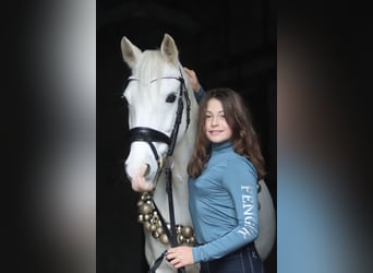 Deutsches Reitpony, Stute, 17 Jahre, 146 cm, Apfelschimmel