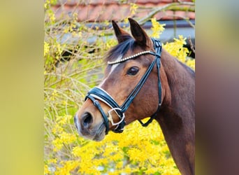 Deutsches Reitpony, Stute, 17 Jahre, 146 cm, Brauner
