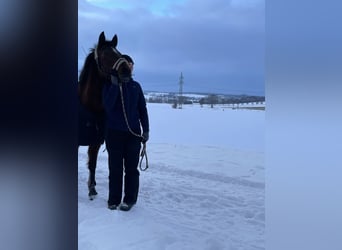 Deutsches Reitpony, Stute, 17 Jahre, 146 cm, Brauner
