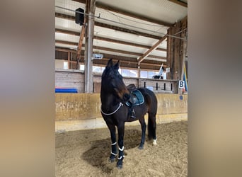 Deutsches Reitpony, Stute, 17 Jahre, 146 cm, Dunkelbrauner