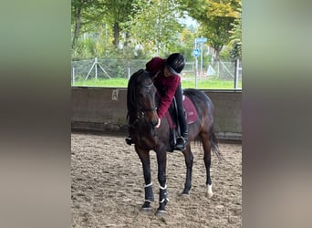 Deutsches Reitpony, Stute, 17 Jahre, 146 cm, Dunkelbrauner